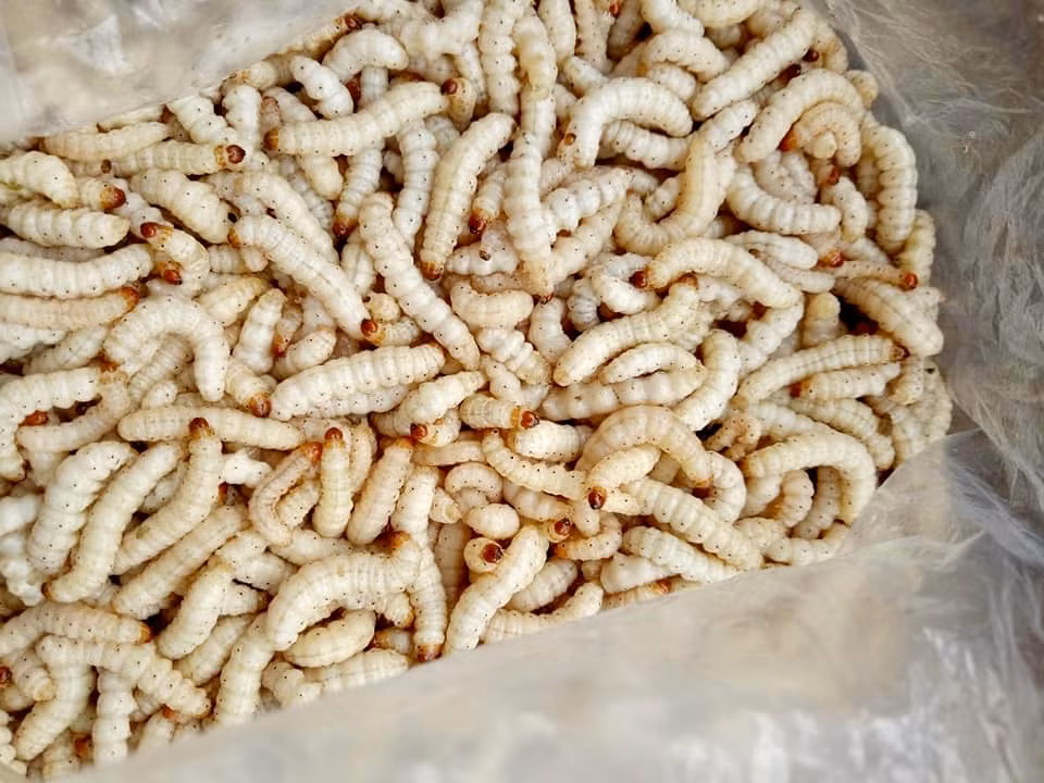 La lung dac san nhin khiep via 500.000 dong/kg van “chay hang“