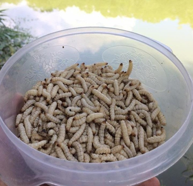 Trên thị trường, mỗi kg sâu tre có giá từ 350.000 - 500.000 đồng. Dù vậy, khách muốn mua thường phải đặt trước mới có hàng. Ảnh: Baovephapluat