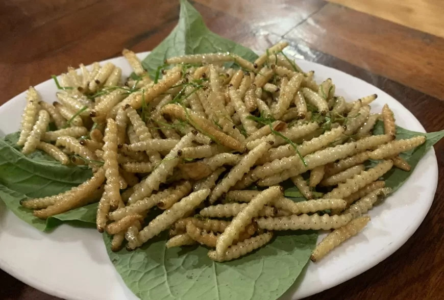 Thế nhưng, sâu tre lại là món khoái khẩu được giới sành ăn săn lùng. Ảnh: NongsanLaichau