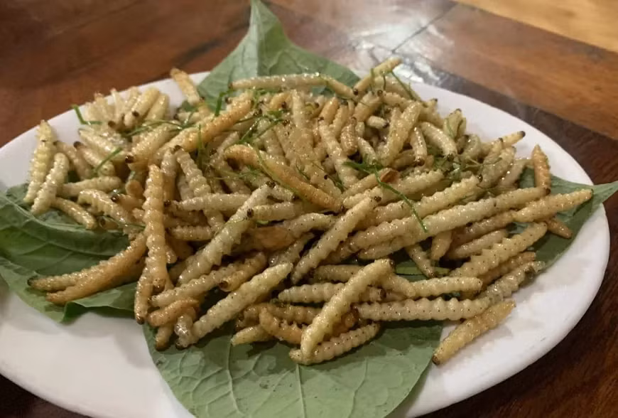 Thế nhưng, sâu tre lại là món khoái khẩu được giới sành ăn săn lùng. Ảnh: NongsanLaichau
