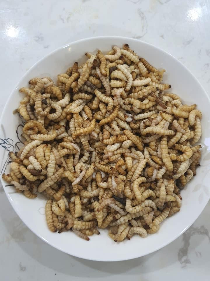 Sâu tre được người dân chế biến thành nhiều món ăn khác nhau như xào măng chua, chiên giòn, hấp, sâu tre rang lá chanh... Ảnh: Dân Việt