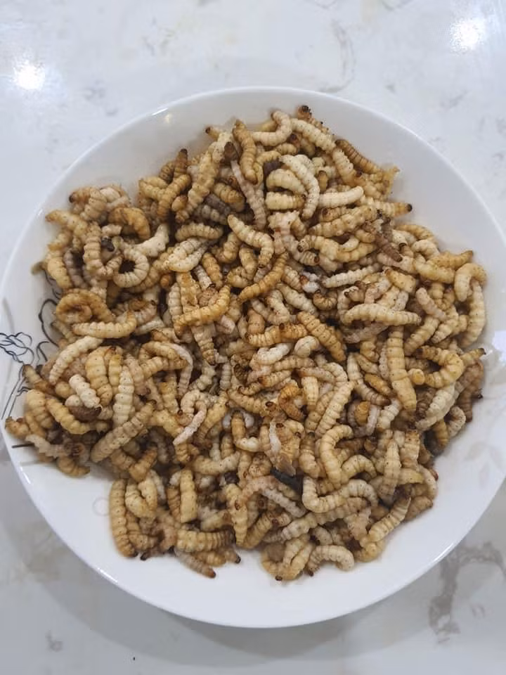 Sâu tre được người dân chế biến thành nhiều món ăn khác nhau như xào măng chua, chiên giòn, hấp, sâu tre rang lá chanh... Ảnh: Dân Việt