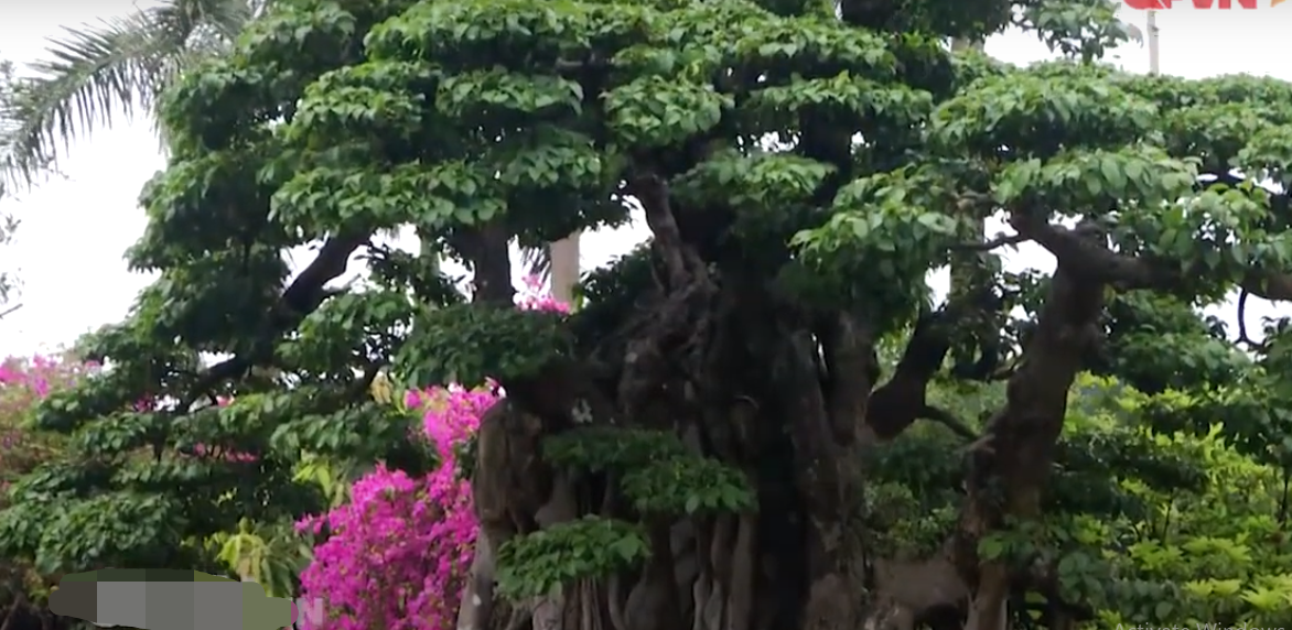 Một số nhà nghiên cứu tiết lộ, có những đại gia đã ngỏ ý sở hữu cây sanh này với giá hàng triệu USD. Tuy nhiên, chủ nhân không đồng ý, bởi ông muốn cây được công nhận là bảo vật quốc gia không những của Việt Nam mà là bảo vật của thế giới. Ảnh chụp màn hình QPVN