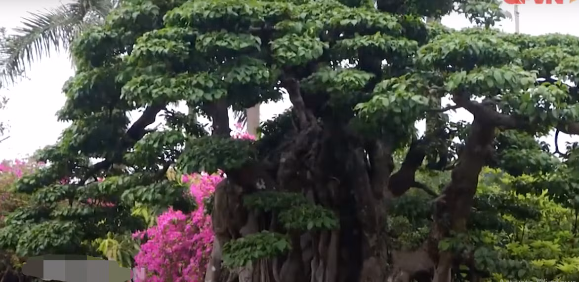 Một số nhà nghiên cứu tiết lộ, có những đại gia đã ngỏ ý sở hữu cây sanh này với giá hàng triệu USD. Tuy nhiên, chủ nhân không đồng ý, bởi ông muốn cây được công nhận là bảo vật quốc gia không những của Việt Nam mà là bảo vật của thế giới. Ảnh chụp màn hình QPVN