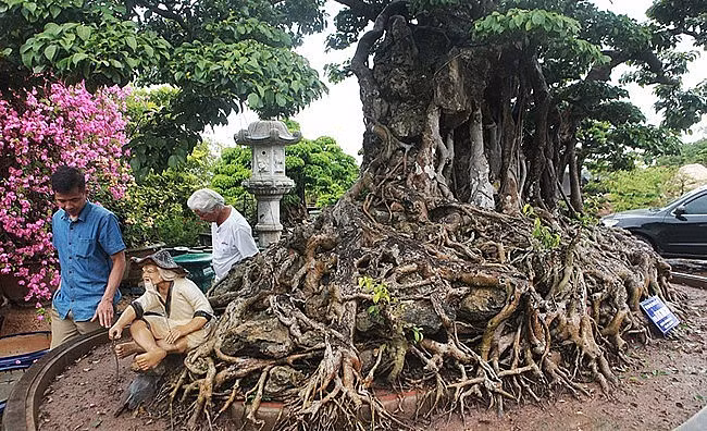  Sanh cổ "Cửu long tranh châu" trồng trong chậu có bộ rễ với chu vi 9,1m; dài 3,7m; ngang 2m và cao 1,9m; riêng chiều cao bộ rễ là 0,55m. Ảnh: Thuonghieusanpham