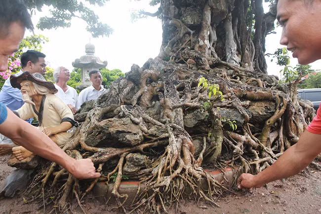 Họ cho rằng đây chính là cây sanh mà quyền tuần phủ Hưng Yên năm 1887 Hoàng Cao Khải mang tặng cho một viên quan phụ trách thành Hà Nội bây giờ. Ảnh: Dân Việt