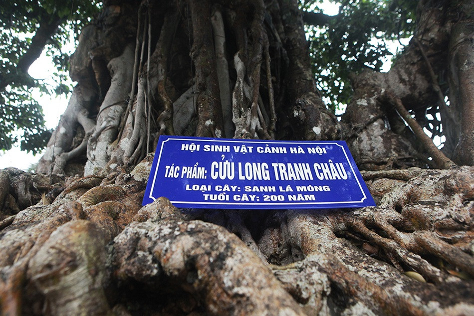 Tác phẩm này được coi là độc nhất vô nhị cả về tuổi đời của cây, lịch sử, sự bề thế. Ảnh: Suckhoedoisong