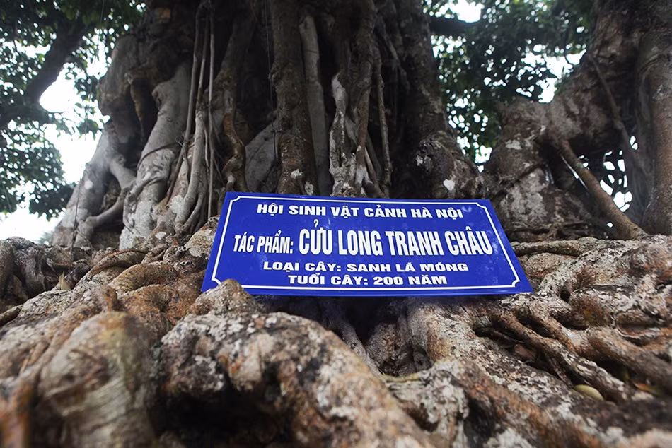 Tác phẩm này được coi là độc nhất vô nhị cả về tuổi đời của cây, lịch sử, sự bề thế. Ảnh: Suckhoedoisong