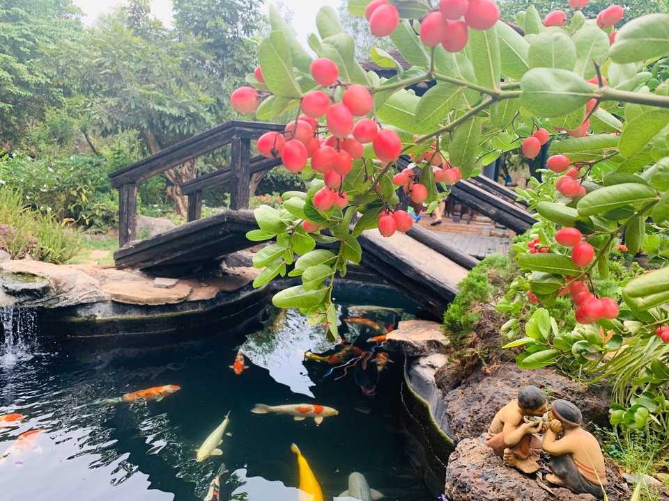 Hồ cá Koi trước cửa nhà mới được Hoàng Mập hoàn thành vào năm 2019. Ảnh; Zing