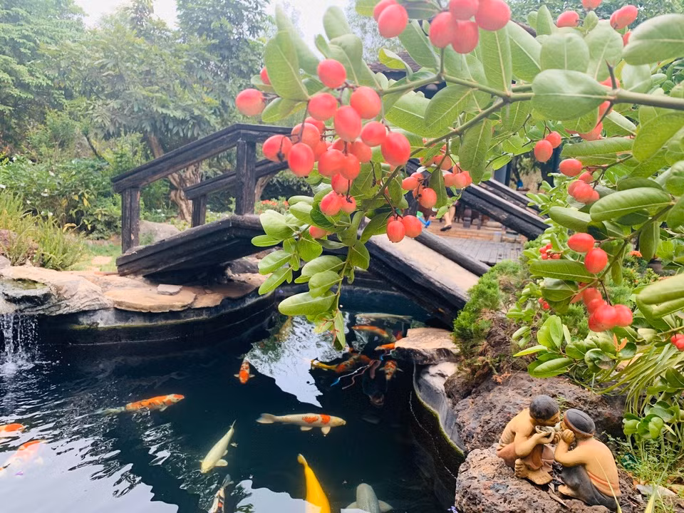 Hồ cá Koi trước cửa nhà mới được Hoàng Mập hoàn thành vào năm 2019. Ảnh; Zing