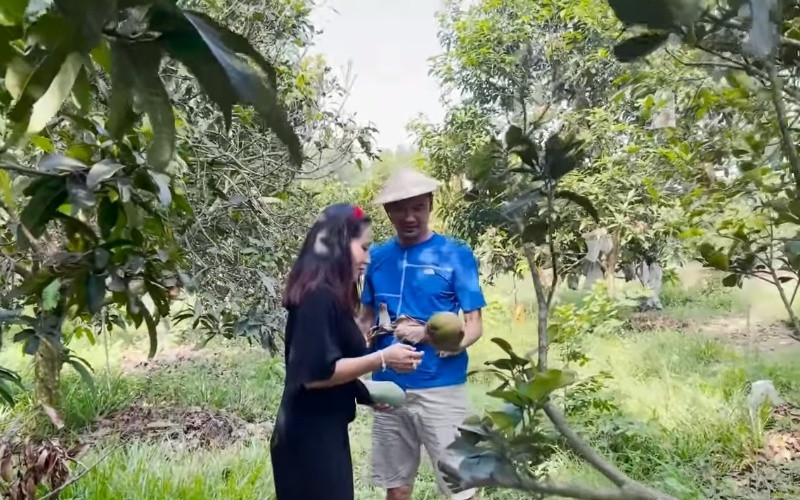 Khu vườn còn trồng rất nhiều xoài, cây nào cũng cho trái to bự.