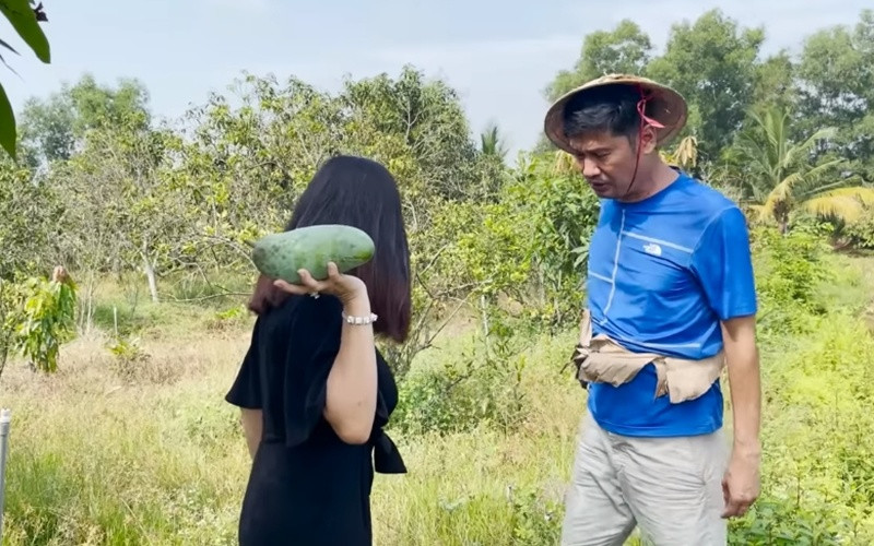 Ngoài xoài, Tiết Cương còn trồng nhiều loại cây khác như cam, quýt.