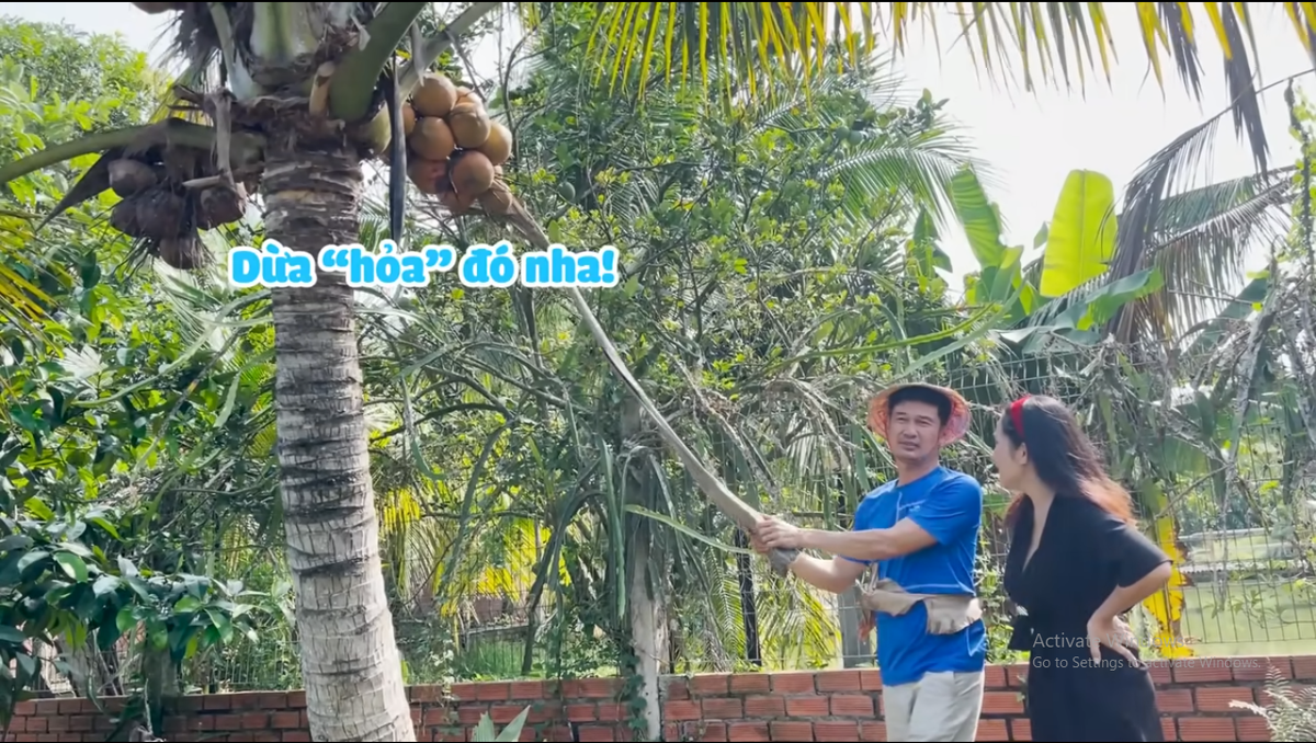 Trong vườn nhà Tiết Cương còn có cây dừa sai trĩu quả.