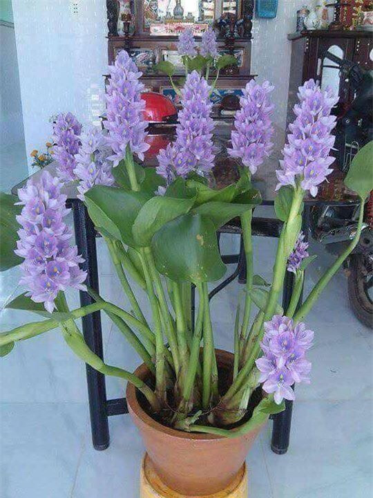 Vốn là loại cây dại, trước người dân thường dùng để cho lợn ăn nhưng nay bèo tây (lục bình) với màu hoa tím đẹp mắt được nghệ nhân đưa lên chậu thành bonsai độc đáo. Ảnh: Facebook