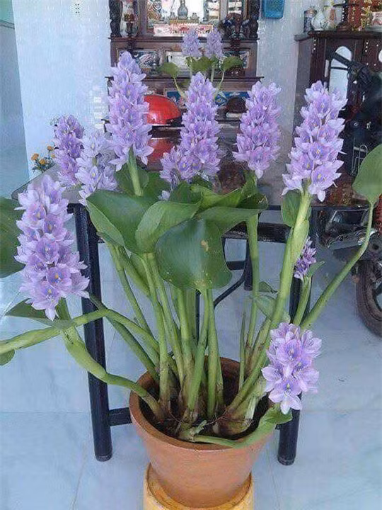 Vốn là loại cây dại, trước người dân thường dùng để cho lợn ăn nhưng nay bèo tây (lục bình) với màu hoa tím đẹp mắt được nghệ nhân đưa lên chậu thành bonsai độc đáo. Ảnh: Facebook