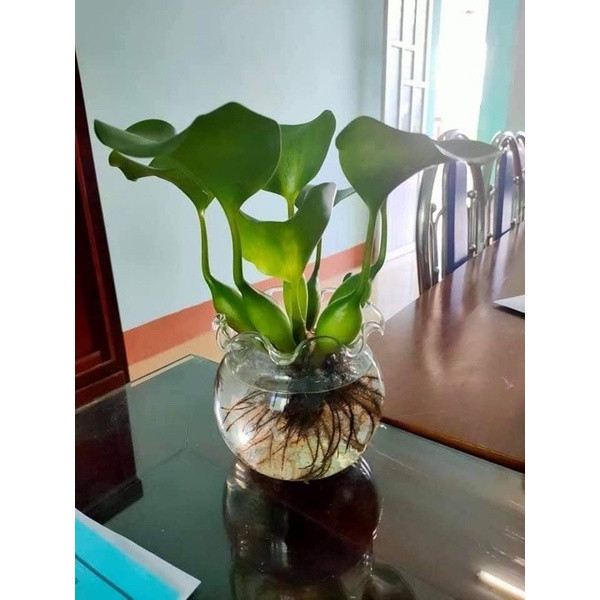 Thậm chí, ngay cả khi chưa trổ hoa, bèo tây lên chậu vẫn rất đẹp mắt. Ảnh: E3 Audio