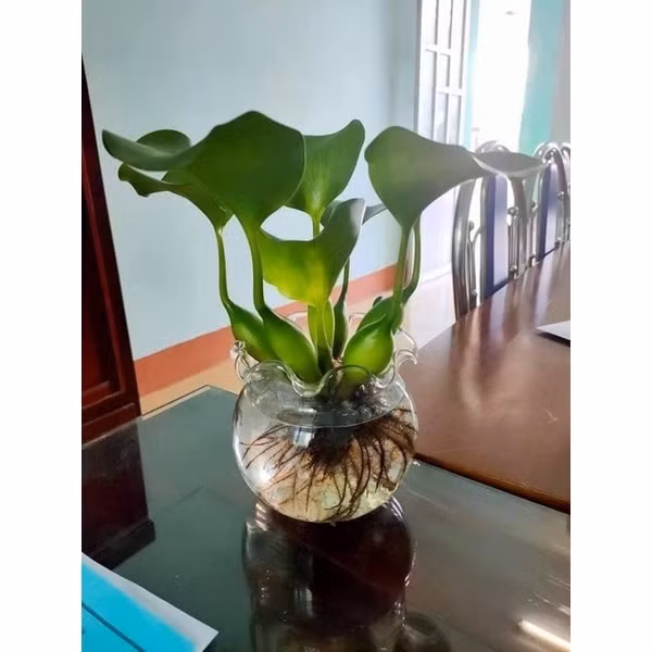 Thậm chí, ngay cả khi chưa trổ hoa, bèo tây lên chậu vẫn rất đẹp mắt. Ảnh: E3 Audio