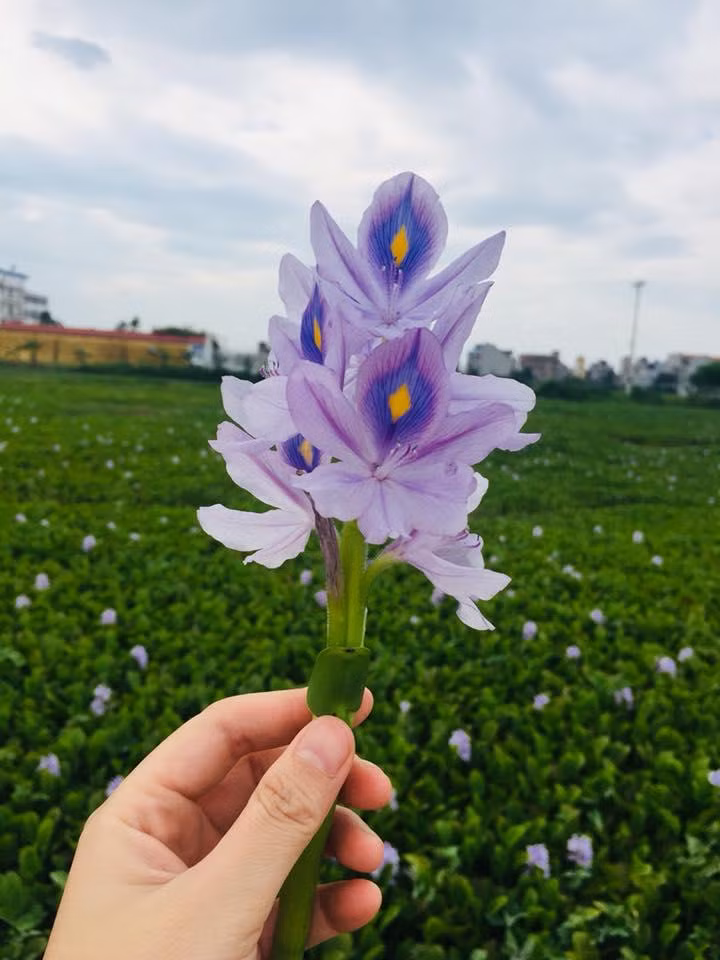 Nếu thiếu ánh sáng, lục bình phát triển chậm, hoa nở không đều, cánh mảnh, mát đât vẻ bóng bẩy, tự nhiên. Ảnh: Facebook