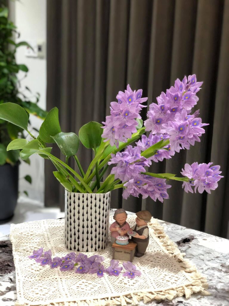 Hoa lục bình mang vẻ đẹp riêng rất bình dị, thân thương. Ảnh: Hoahanoi