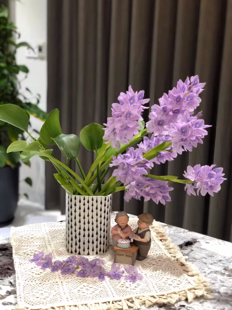 Hoa lục bình mang vẻ đẹp riêng rất bình dị, thân thương. Ảnh: Hoahanoi