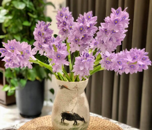 Bèo tây phát triển tốt nhất khi trồng ở nơi có nhiều ánh sáng. Do đó, khi trồng lục bình nên tránh nơi râm mát. Ảnh: Hoahanoi