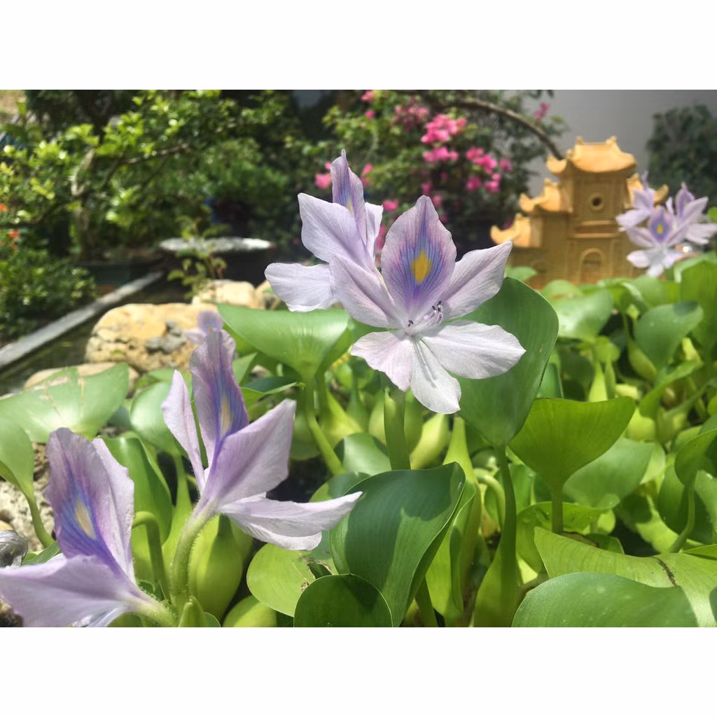 Cây lục bình hiện được nhiều người chơi dùng làm tiểu cảnh non bộ. Ảnh: Beecost