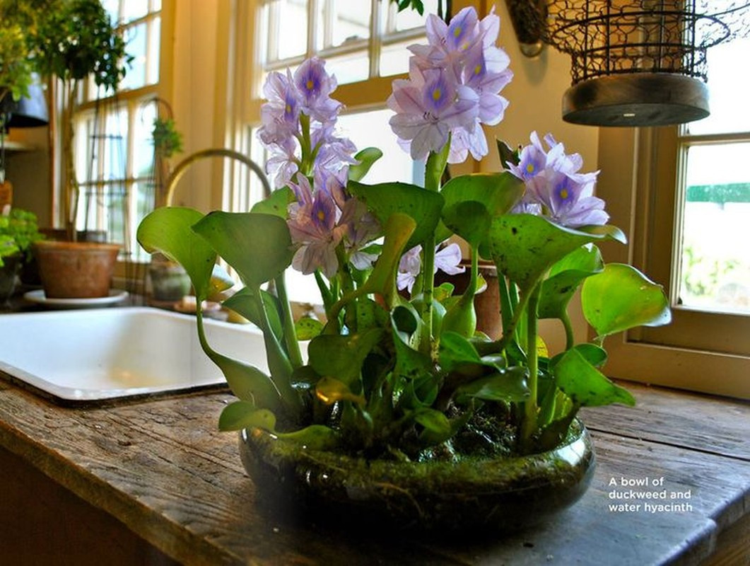 Dưới bàn tay của nghệ nhân, lá bèo làm nền cho sắc hoa tím nổi bật. Ảnh: Ảnh: Pinterest