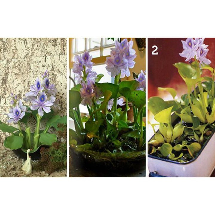 Bèo tây mọc thành cụm trên đỉnh, hoa nhỏ và nhiều, có màu tím hoặc màu tím lam rất đẹp. Ảnh: Beecost