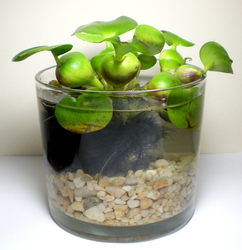 Hoa bèo tây có thể trồng kết hợp với sen, súng trong các tiểu cảnh thuỷ sinh. Ảnh: Pinterest.