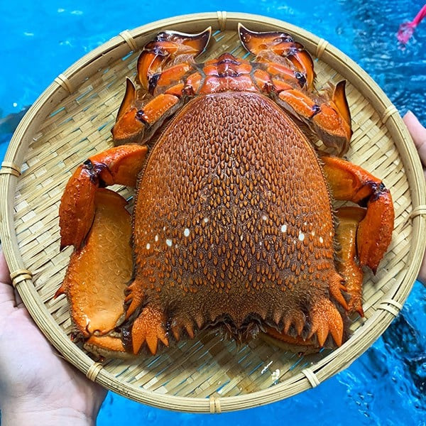  Cua huỳnh đế là đặc sản nức tiếng ở vùng biển Nam Trung Bộ có giá từ 700.000 đế gần 2 triệu đồng mỗi kg, tuỳ kích cỡ. Ảnh: Daohaisan