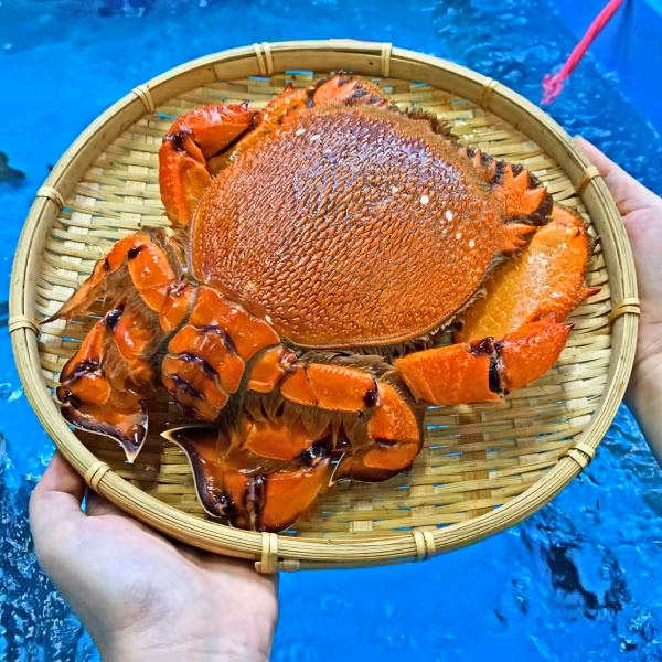 Có thời điểm, giá bán đắt nhất của cua huỳnh đế lên tới 10 triệu đồng/con. Ảnh: Daohaisan