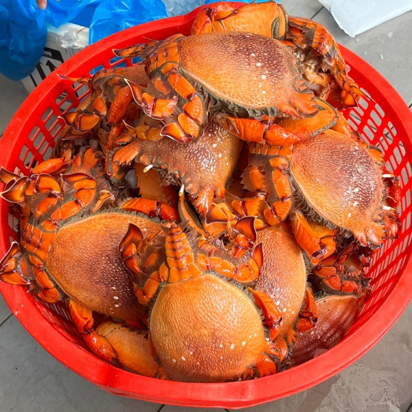 Khác với cua thông thường, cua huỳnh đế có 6 chân và 2 càng, lớp vỏ ngoài có màu đỏ cam rất đẹp. Ảnh: Daohaisan