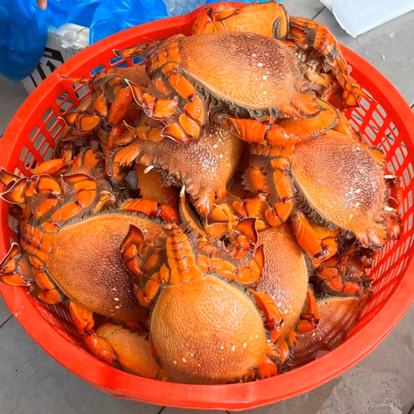 Khác với cua thông thường, cua huỳnh đế có 6 chân và 2 càng, lớp vỏ ngoài có màu đỏ cam rất đẹp. Ảnh: Daohaisan