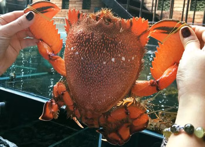 Có khách đặt mua cua huỳnh đế loại 2 kg, giá gần 4 triệu đồng phải chờ tới 2 tháng mới có hàng. Ảnh: Haisanphuongnam