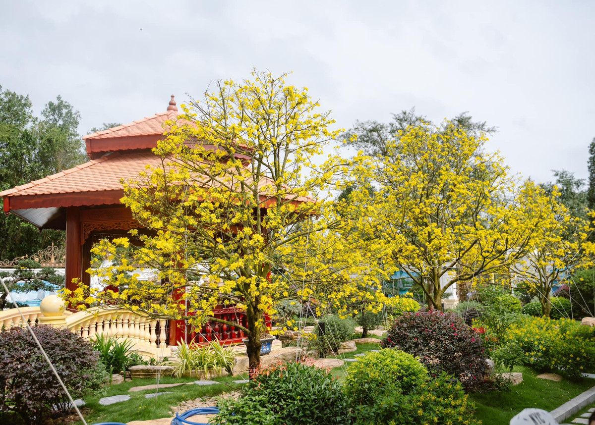 Khuôn viên sân vườn bên trong biệt thự trồng nhiều cây xanh và tiểu cảnh. Ảnh: FB Dinh Thự Lang Truyền