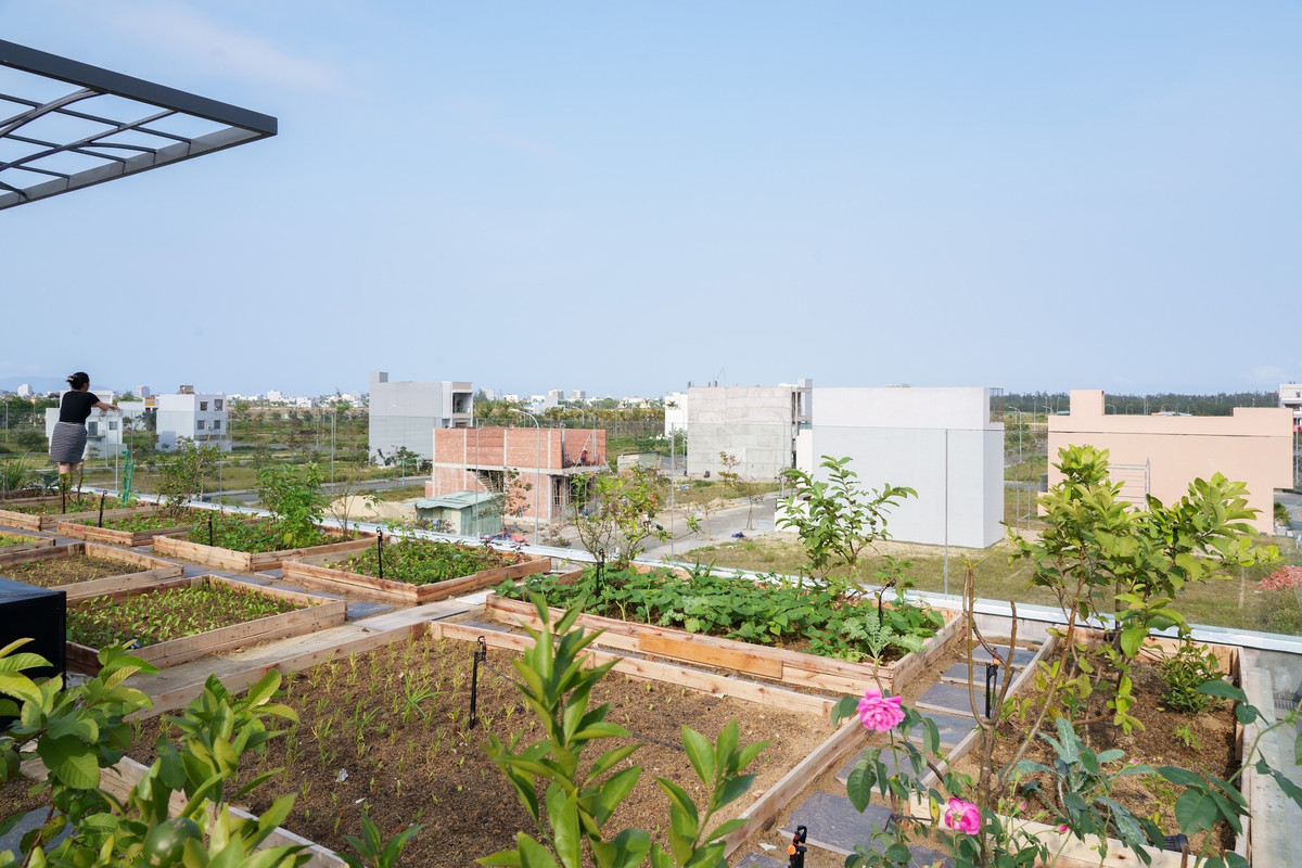 Đáp ứng thú vui trồng cây của gia chủ, kiến trúc sư sử dụng toàn bộ mái nhà để trồng rau hữu cơ, rau gia vị và cây ăn quả nhỏ.