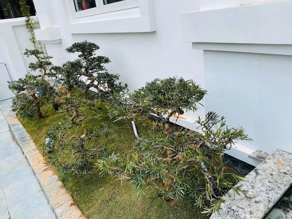 Một góc sân ngập tràn sắc xanh trong biệt thự của Hằng Túi. 