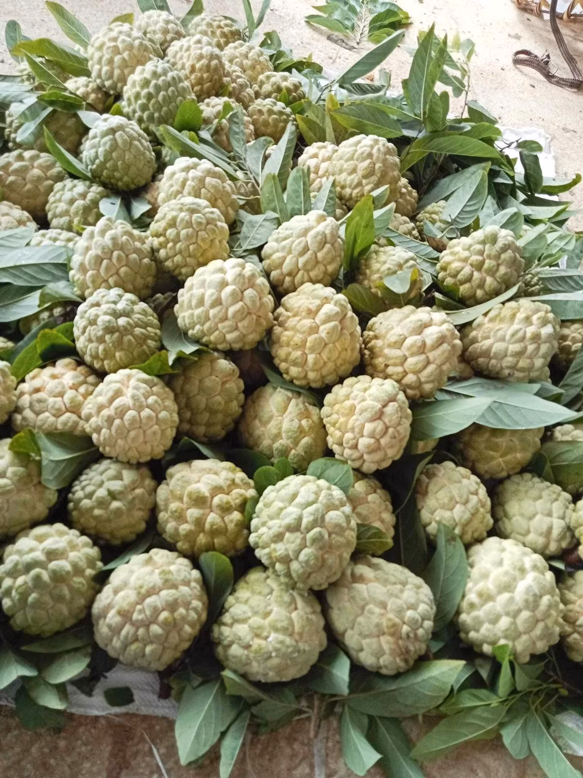 Khoảng từ cuối tháng 7 đến đầu tháng 10 hằng năm, vùng trồng na ở Chi Lăng vào mùa chín rộ. Ảnh: Facebook