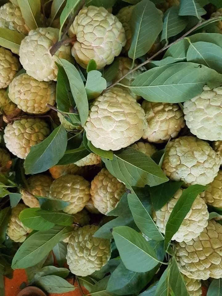 Quả na tròn, mắt to, các kẽ trắng rộng, da có màu xanh non, cuống nhỏ. Ảnh: Facebook