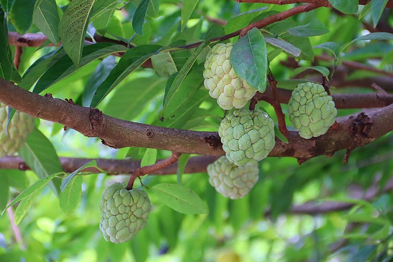 Na Chi Lăng được người dân trồng xen kẽ trên những vách núi cao vút. Nhờ điều kiện thổ nhưỡng và khí hậu thích hợp, cây na tại đây phát triển khỏe mạnh và có mùi vị khá đặc biệt, không phải loại na nào cũng có được. Ảnh: Baodautu