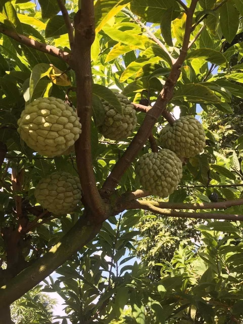 Thế nhưng vài năm gần đây, na bở bỗng nhiên trở thành hàng hot, được giới sành ăn lùng mua, giá vô cùng đắt đỏ, gấp 4-5 lần giá na dai. Ảnh: Facebook