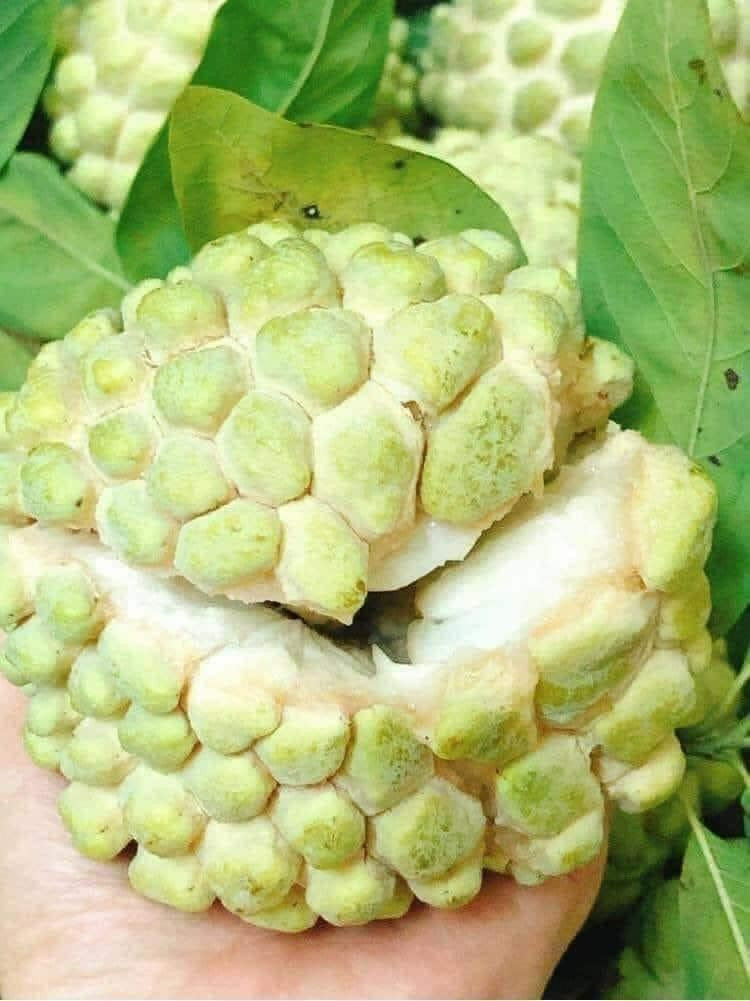 Na bở là giống na lâu đời có vỏ dày, cùi dày, vị ngọt thanh. Tuy nhiên trước kia, na bở từng bị “thất sủng” khiến nhiều nhà vườn phải chặt bỏ. Ảnh: Facebook