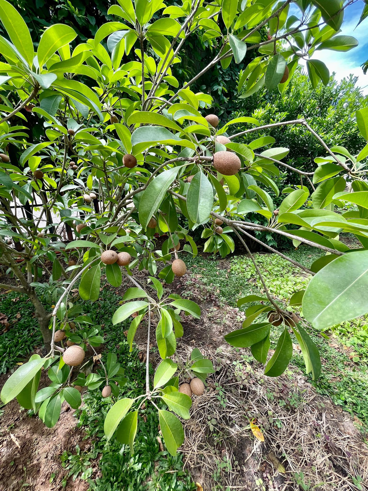 Thời điểm dịch COVID-19 diễn biến phức tạp, Lý Hùng dành nhiều thời gian hơn để chăm sóc vườn cây. Nam diễn viên tưới nước, tỉa cành và thu hoạch các loại hoa trái. Ảnh: FBVN