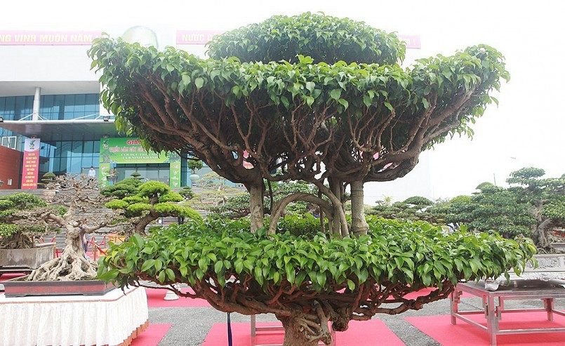 Cây sanh có tuổi đời khoảng 100 năm, cao khoảng 1,5m, được trồng trong chậu đá cổ dài khoảng 1,2m. Ảnh: Thuonghieusanpham