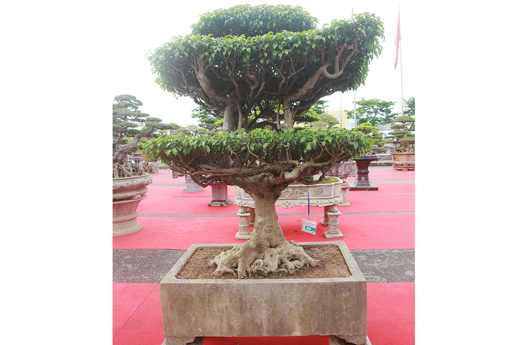 Phần thoát thân và các tầng phía trên của cây cân đối, hài hòa. Ảnh: Dân Việt