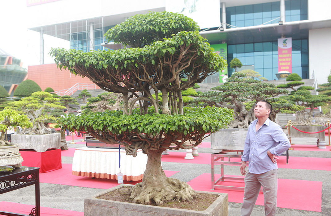 Vị này phải mất hơn 10 năm kiên trì tạo tác, cây mới hoàn thiện, tổng bóng hài hòa. Ảnh: Dân Việt
