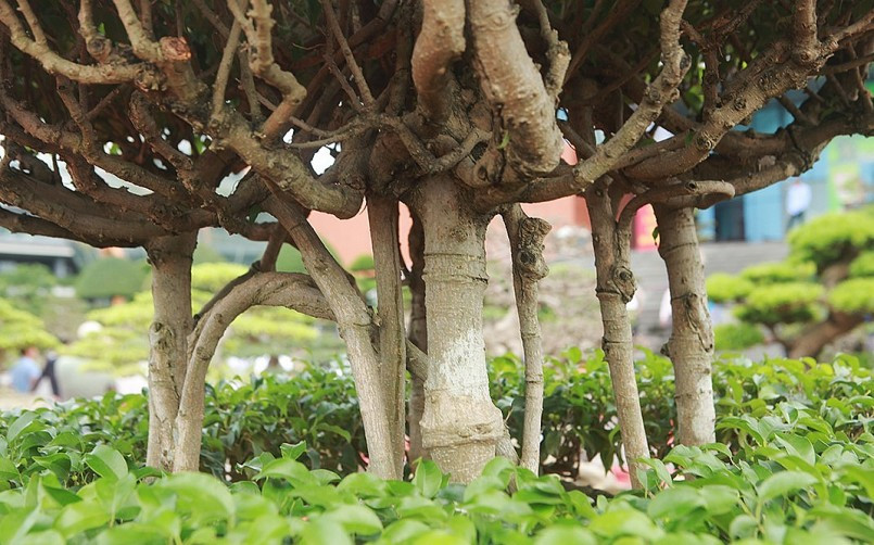 Các cành kết vào nhau tạo thành một khối. Ảnh: Thuonghieusanpham