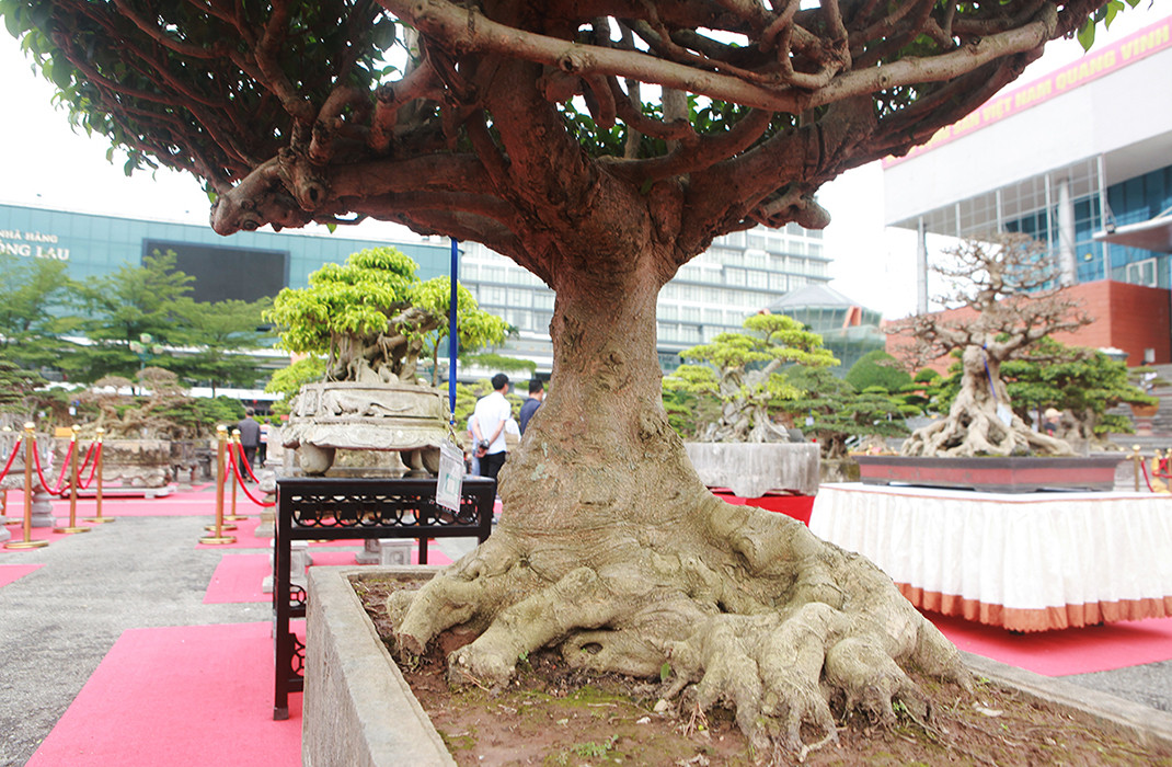 Chủ cũ tác phẩm sanh cổ “Chùa Một Cột” tiết lộ mua cây sanh năm 2009 tại triển lãm ở Quảng Ninh với giá 200 triệu đồng. Tuy nhiên, thời điểm đó cây chưa có hình dáng hoàn hảo như hiện tại. Ảnh: Dân Việt
