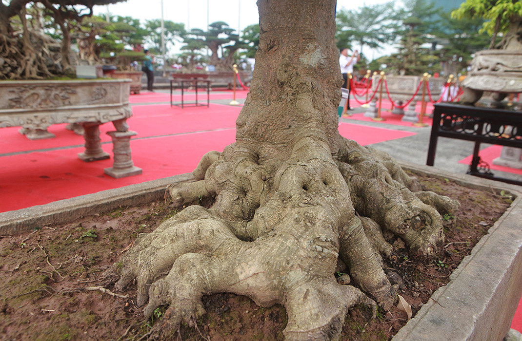Do tuổi đời trăm năm nên rễ và thân nổi u cục. Ảnh: Dân Việt