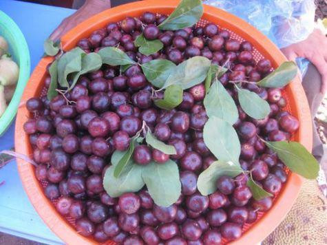 Thế nhưng gần đây, bồ quân trở thành loại quả rừng được dân thành phố săn lùng nhờ hương vị độc lạ và tốt cho sức khỏe. Ảnh: Internet